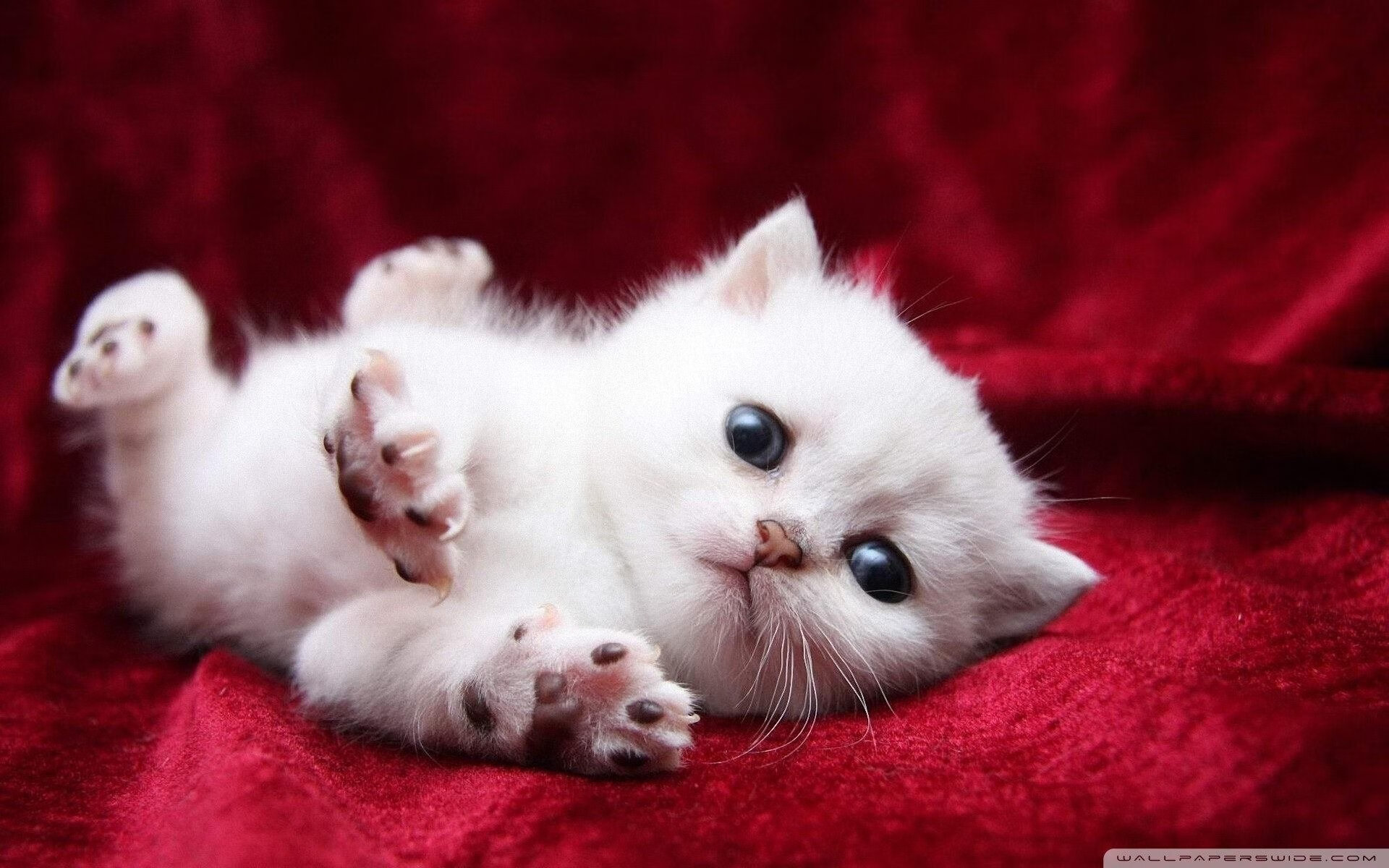 kaiyun登录入口-网球赛事社交平台话题热度持续攀升，网球球赛