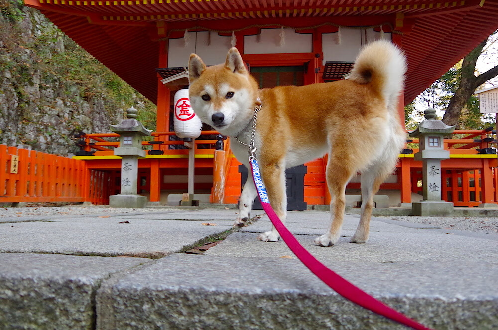 达米恩·麦肯齐：凭借速度和精准的传球，成为全黑队攻防转换的引擎
